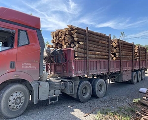 南京南京杉木桩装车 (4)